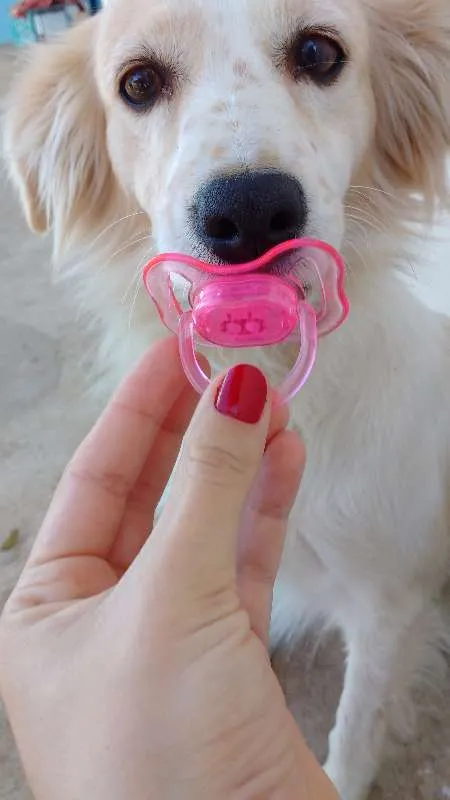Cachorro ra a Vira Lata idade 2 anos nome Sol