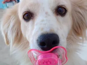 Cachorro raça Vira Lata idade 2 anos nome Sol