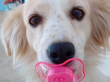 Cachorro ra a Vira Lata idade 2 anos nome Sol