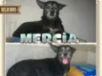 MÉRCIA!!!