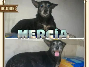 Cachorro raça SRD idade 5 anos nome MÉRCIA!!!