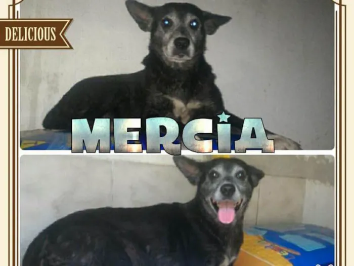 Cachorro ra a SRD idade 5 anos nome MÉRCIA!!!