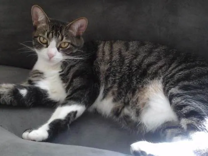 Gato ra a SRD idade 6 ou mais anos nome Donna