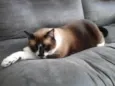 Dudu
