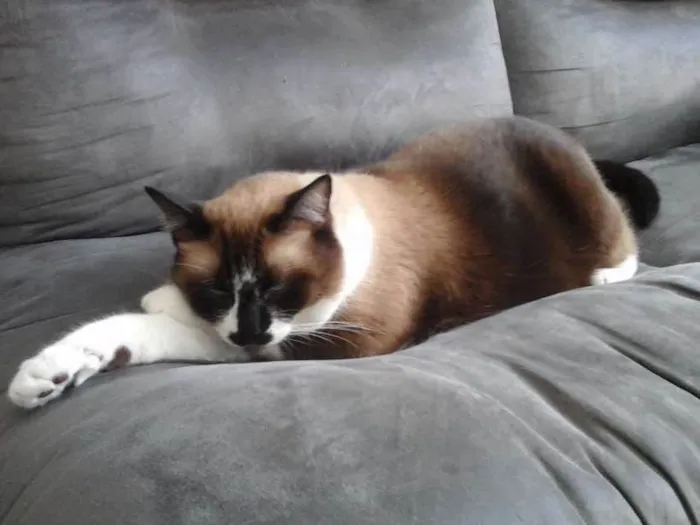 Gato ra a SRD idade 6 ou mais anos nome Dudu