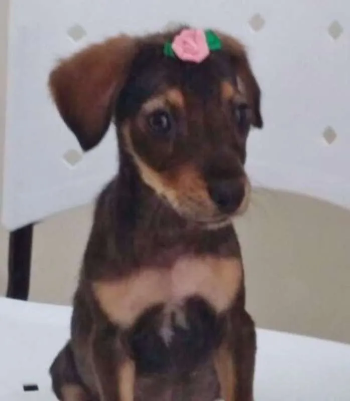 Cachorro ra a SRD idade 2 a 6 meses nome TETÉ