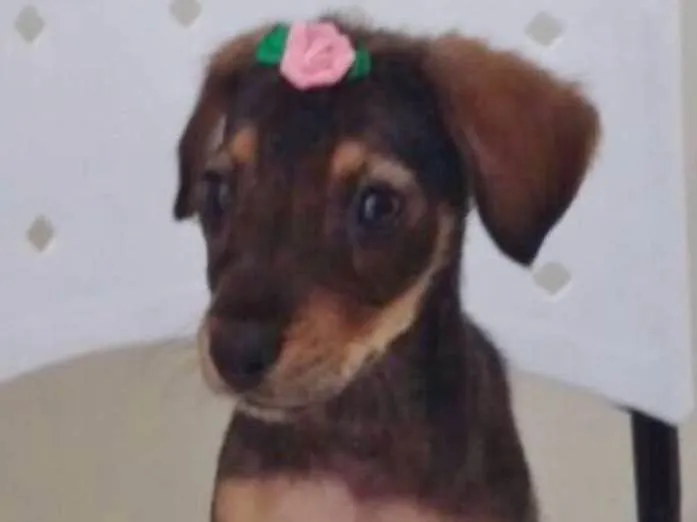 Cachorro ra a SRD idade 2 a 6 meses nome TETÉ