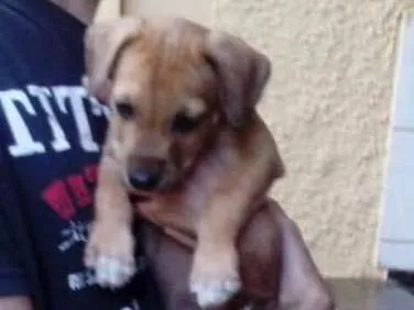 Cachorro ra a Indefinida idade Abaixo de 2 meses nome Sem nome