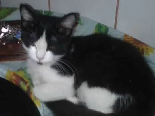 Gato ra a Srd idade 2 a 6 meses nome Dino