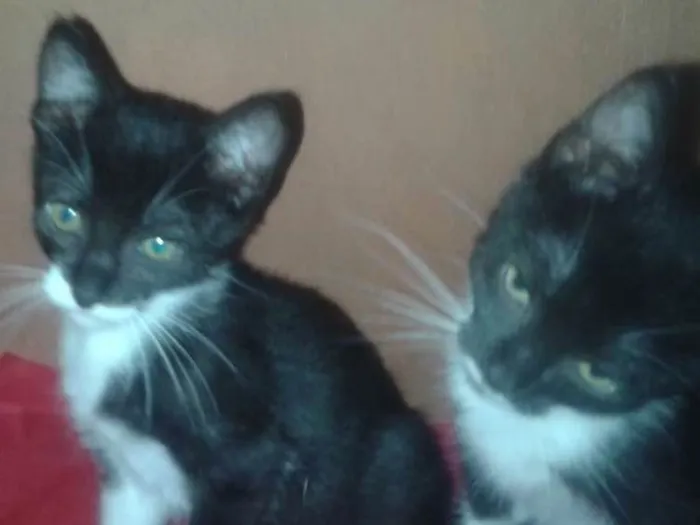 Gato ra a Srd idade 2 a 6 meses nome S/nome