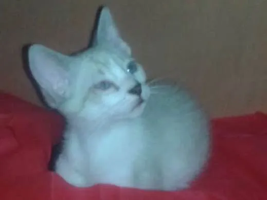 Gato ra a Srd idade 2 a 6 meses nome Dunga