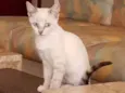 Jô