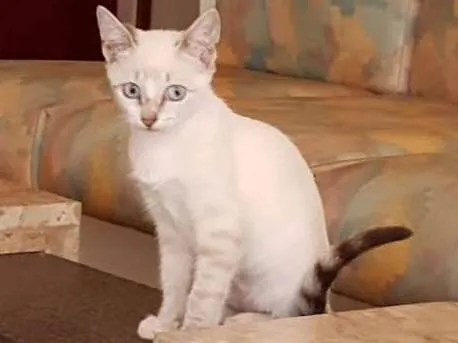 Gato ra a Brasileira idade Abaixo de 2 meses nome Jô
