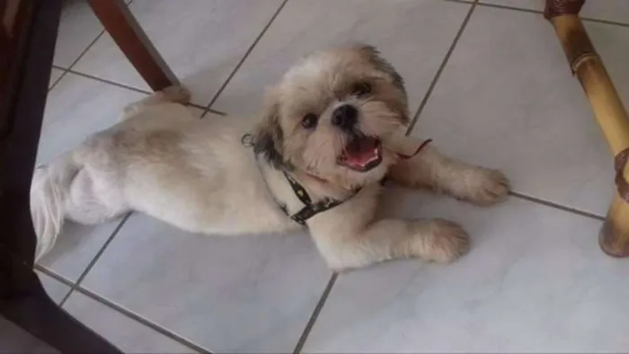 Cachorro ra a Shih tzu  idade 1 ano nome Fedrerico/kiko