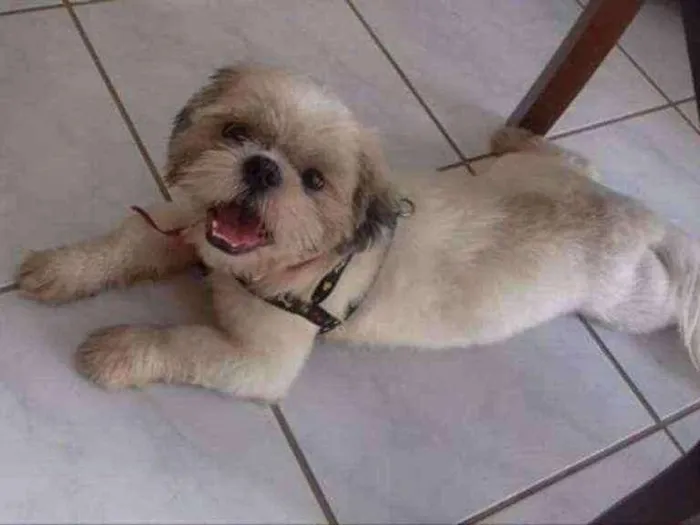 Cachorro ra a Shih tzu  idade 1 ano nome Fedrerico/kiko