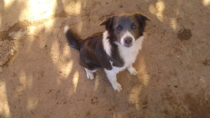 Cachorro raça Border collie idade 3 anos nome Kiara