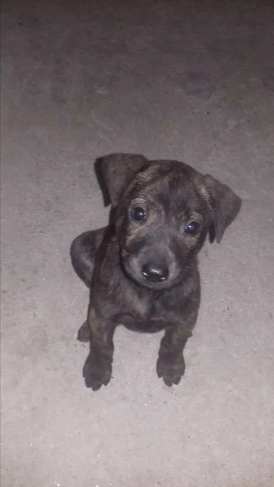 Cachorro ra a SRD idade Abaixo de 2 meses nome sem nome 