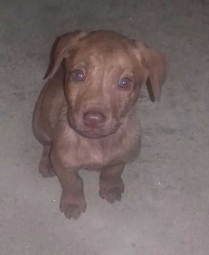 Cachorro ra a SRD idade Abaixo de 2 meses nome sem nome 