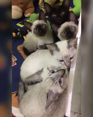 Gato raça Ciames idade 2 a 6 meses nome Mel, clara, e outros
