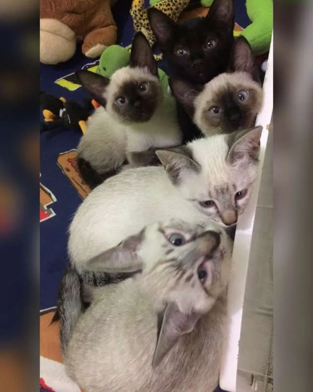 Gato ra a Ciames idade 2 a 6 meses nome Mel, clara, e outros