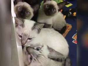 Gato raça ciames idade 2 a 6 meses nome Não tem nome