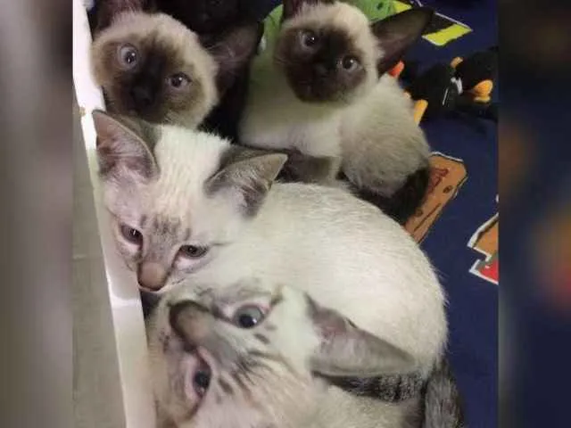 Gato ra a ciames idade 2 a 6 meses nome Não tem nome