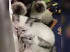 Gato raça ciames idade 2 a 6 meses nome Não tem nome