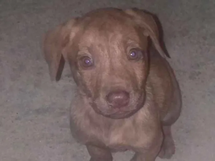 Cachorro ra a SRD idade Abaixo de 2 meses nome sem nome 