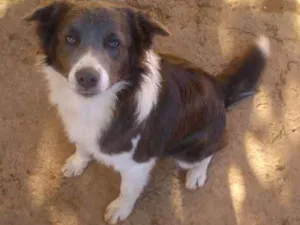 Cachorro raça Border collie idade 3 anos nome Kiara