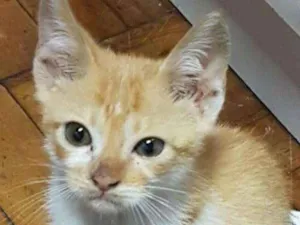 Gato raça SRD idade 2 a 6 meses nome Sem Nome