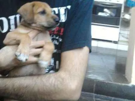 Cachorro ra a srd idade Abaixo de 2 meses nome sem nome