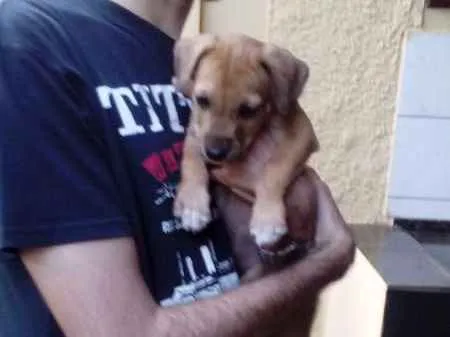 Cachorro ra a srd idade Abaixo de 2 meses nome sem nome