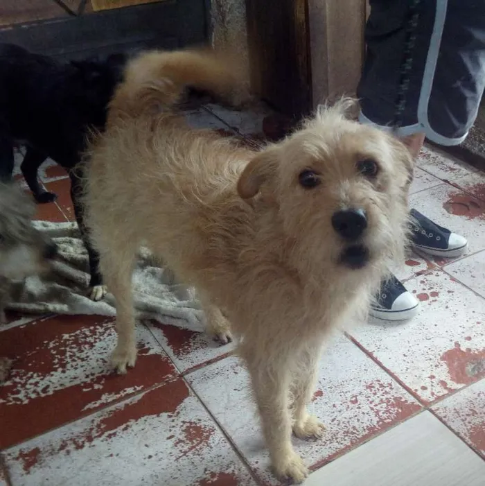 Cachorro raça SRD idade 3 anos nome KIKO