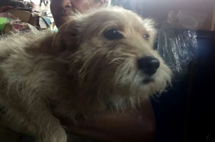 Cachorro raça SRD idade 3 anos nome KIKO