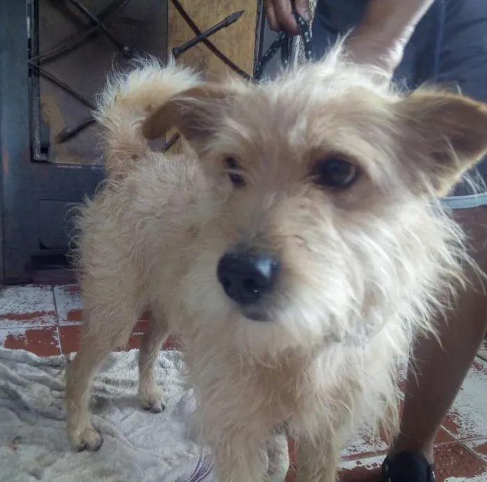 Cachorro raça SRD idade 3 anos nome KIKO