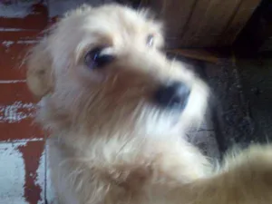Cachorro raça SRD idade 3 anos nome KIKO