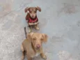 Atena e lora 