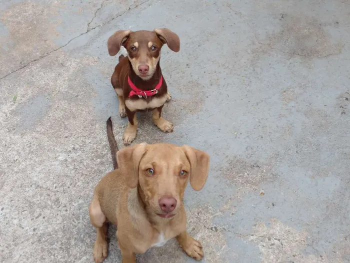 Cachorro ra a Vira lata idade 2 a 6 meses nome Atena e lora 