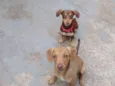 Atena e lora 