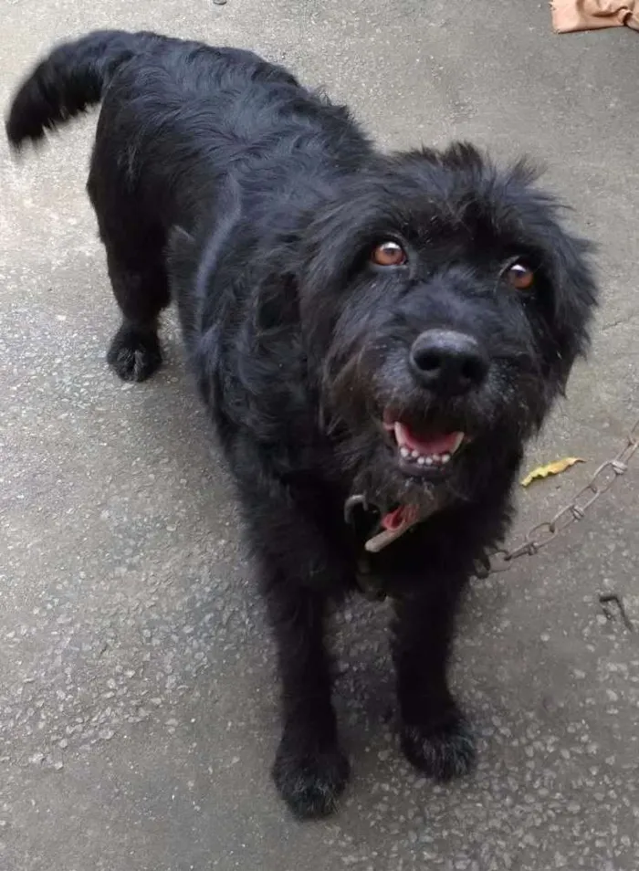 Cachorro raça SRD idade 6 ou mais anos nome Doki