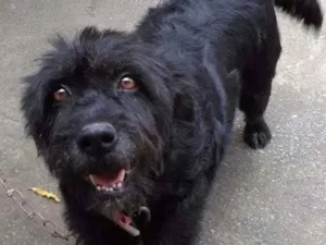 Cachorro raça SRD idade 6 ou mais anos nome Doki