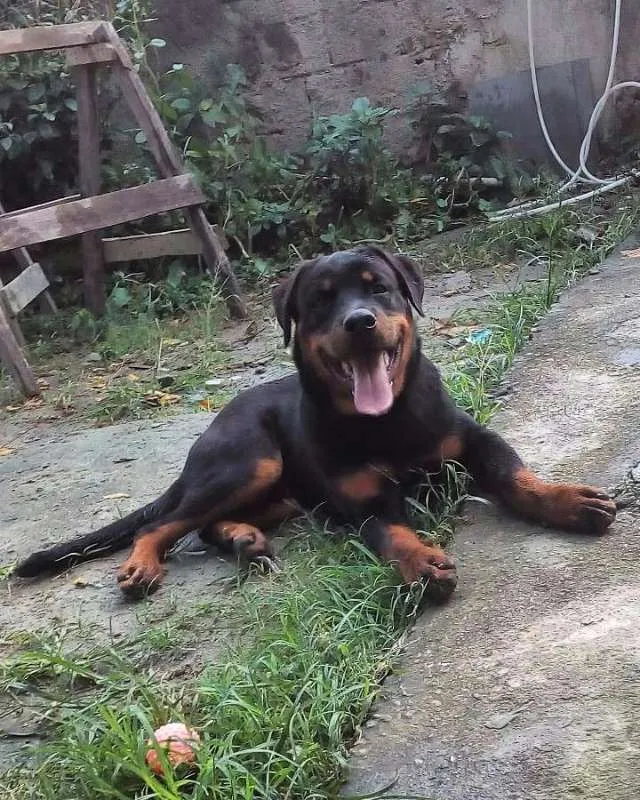 Cachorro raça Rottweiler idade 1 ano nome César