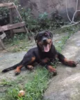 César