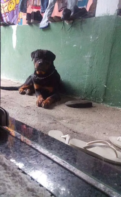 Cachorro raça Rottweiler idade 1 ano nome César