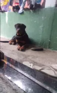 César