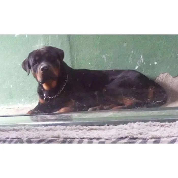 Cachorro raça Rottweiler idade 1 ano nome César
