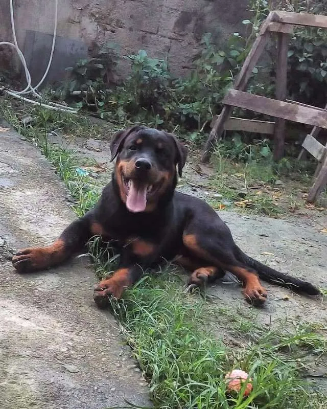 Cachorro raça Rottweiler idade 1 ano nome César