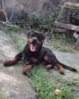 César