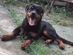 Cachorro raça Rottweiler idade 1 ano nome César