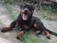 César